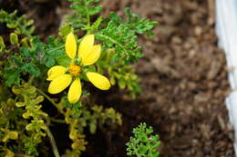 Lecocarpus pinnatifidus DC. resmi