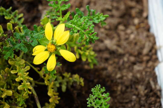 Lecocarpus pinnatifidus DC. resmi