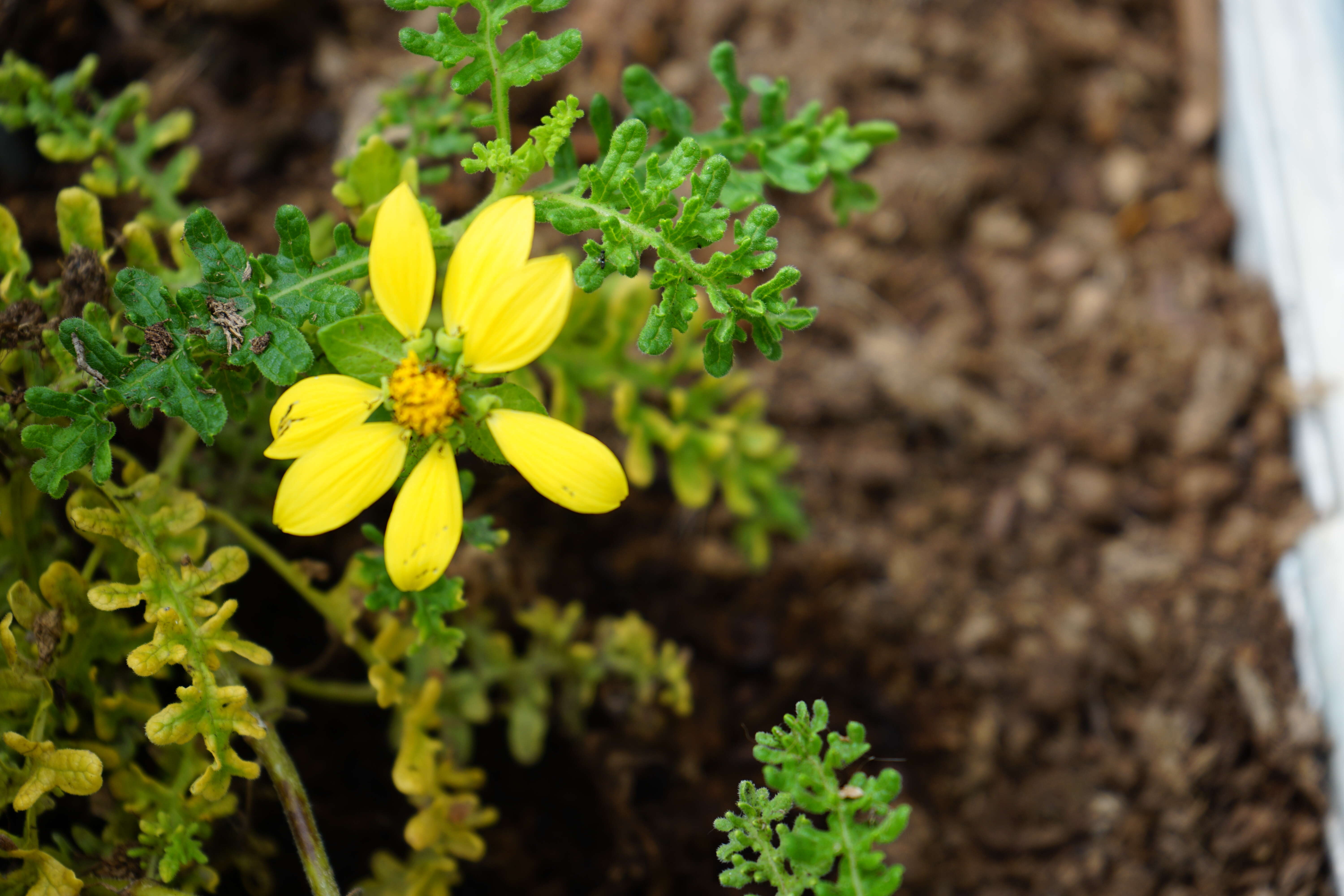 Image of Floreana daisy