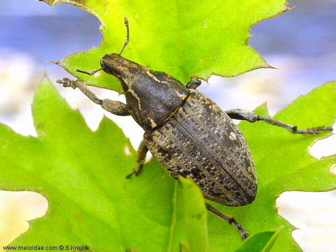 Image of Leucophyes pedestris