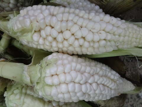 Zea mays Saccharata resmi