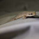 Image of Many-scaled Gecko