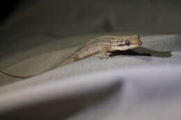 Image of Many-scaled Gecko