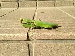 Image of Giant Asian Mantis