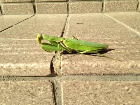 Image of Giant Asian Mantis