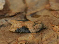 Image of strawberry tortrix moth