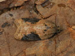 Image of strawberry tortrix moth