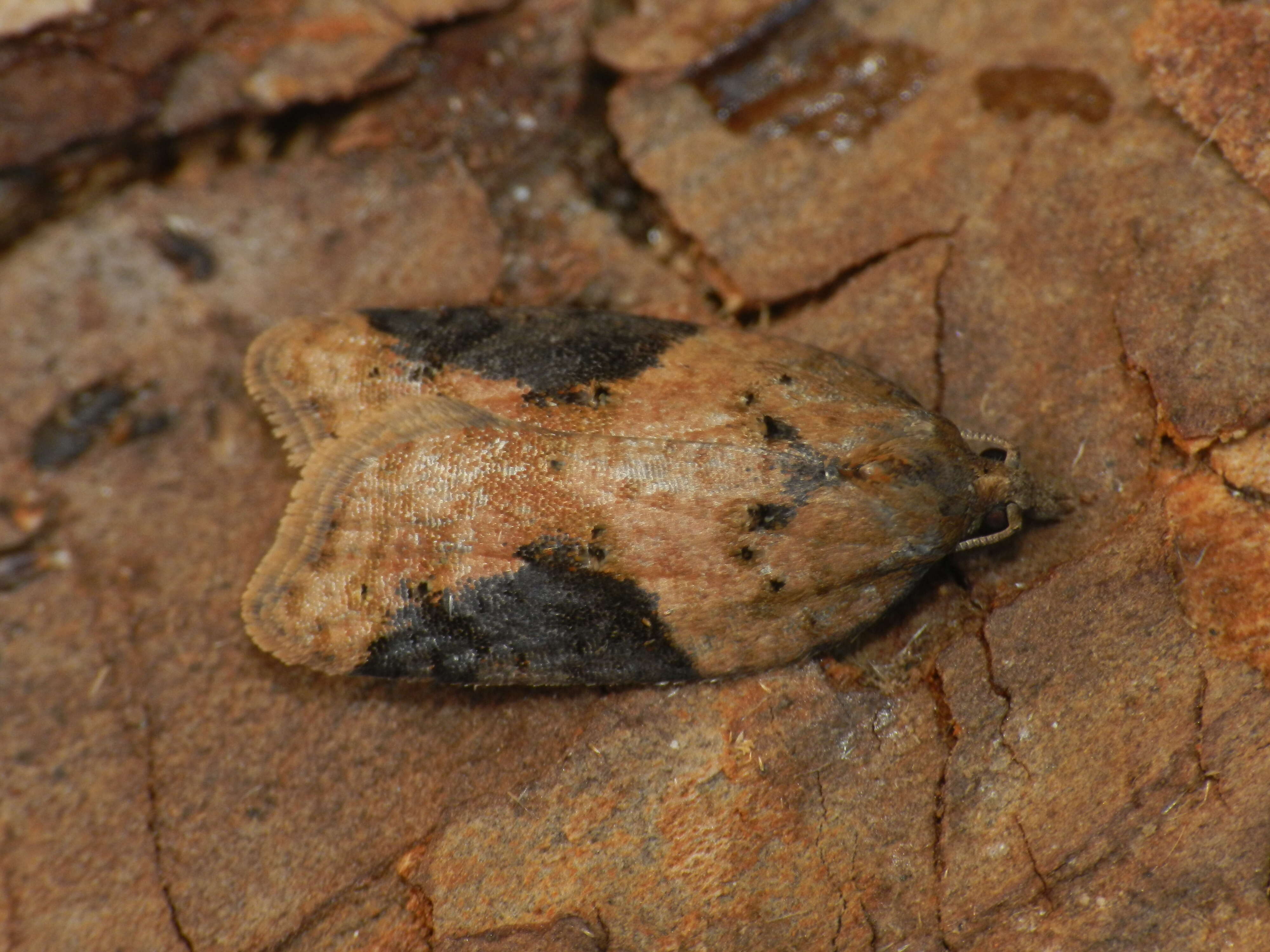 Image of strawberry tortrix moth