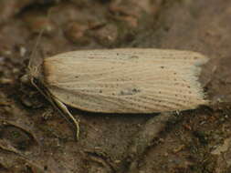 Imagem de Acleris lorquiniana Duponchel 1834