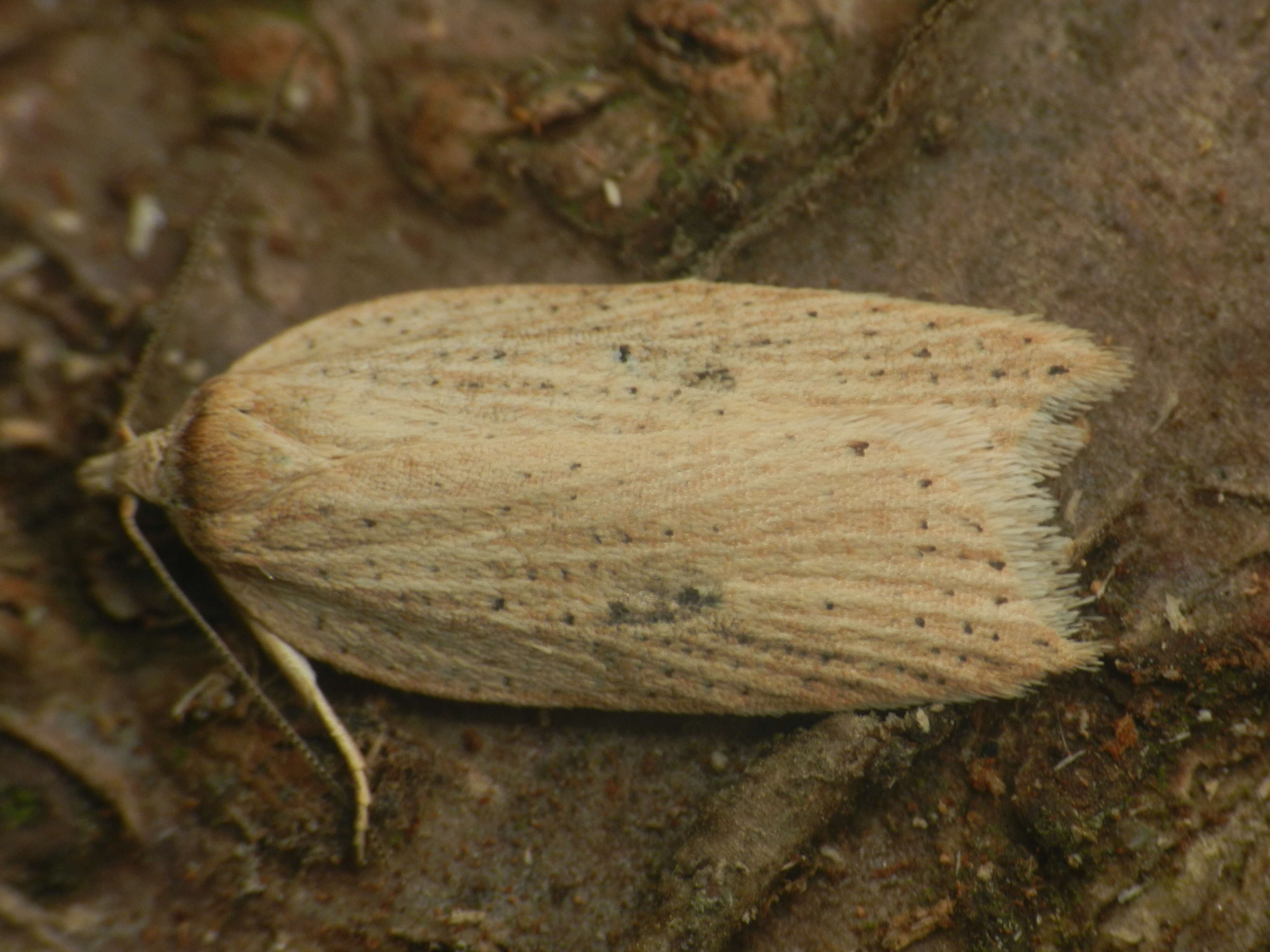 Imagem de Acleris lorquiniana Duponchel 1834