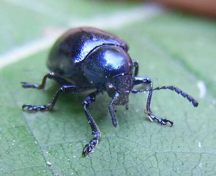 Image of Chrysochus asclepiadeus