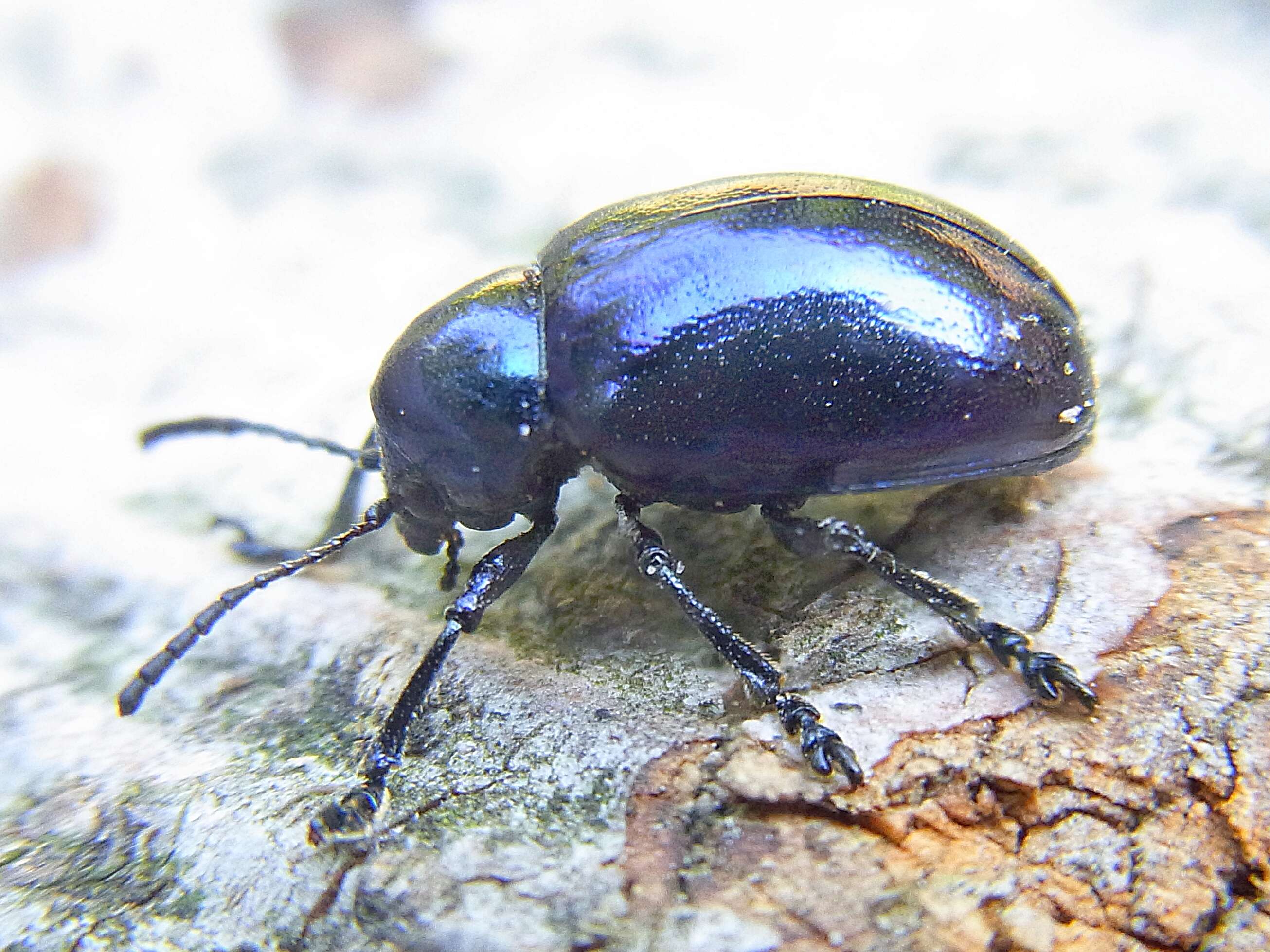 Image of Chrysochus asclepiadeus