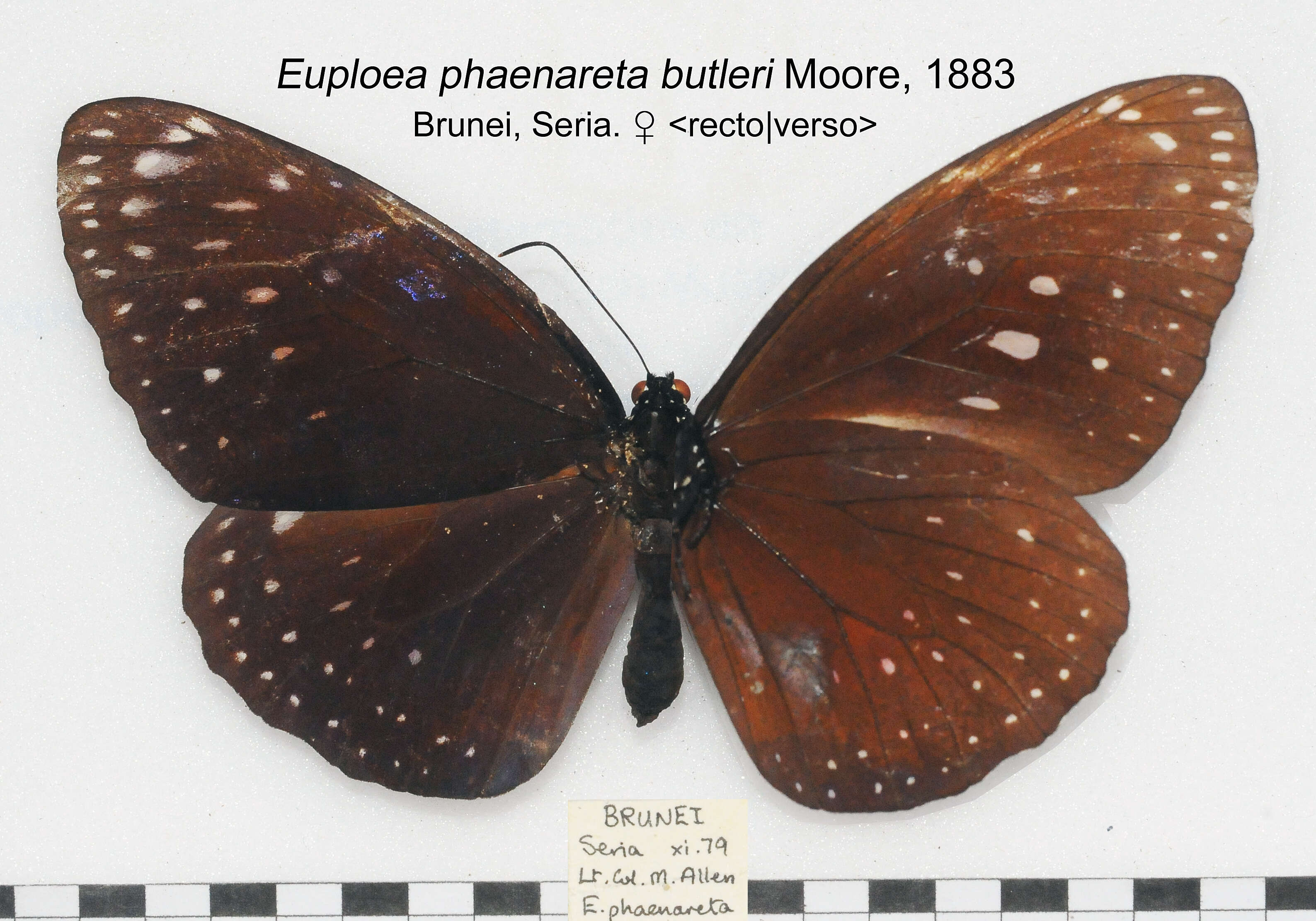 Euploea phaenareta Schaller 1785的圖片