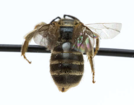 Image of Halictus confusus Smith 1853