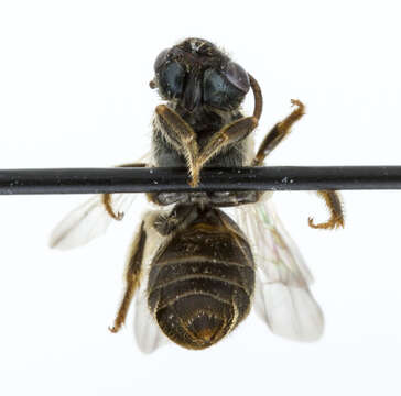 Image of Halictus confusus Smith 1853