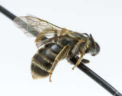 Image of Halictus confusus Smith 1853