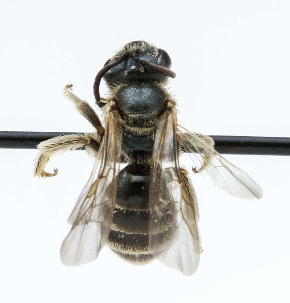 Image of Halictus confusus Smith 1853