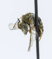 Image of Halictus confusus Smith 1853