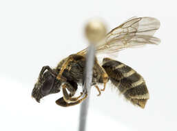 Image of Halictus confusus Smith 1853