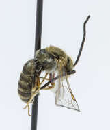 Image of Halictus confusus Smith 1853