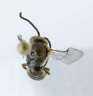 Image of Halictus confusus Smith 1853