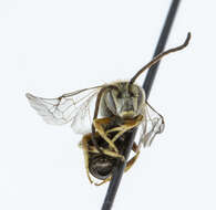 Image of Halictus confusus Smith 1853