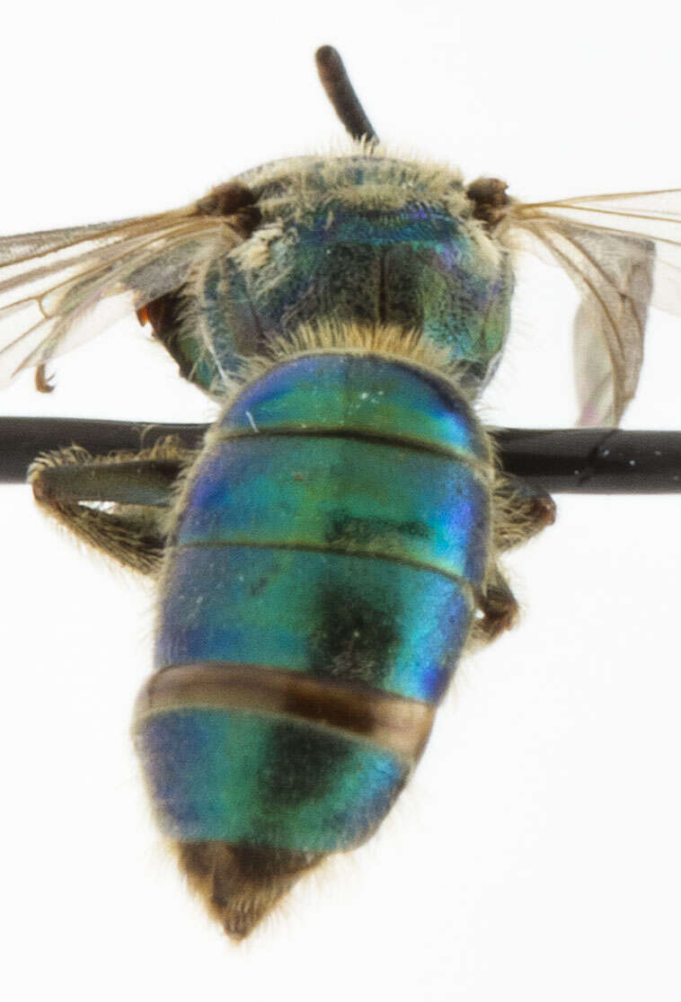 Image of Augochlorella aurata (Smith 1853)