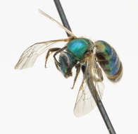 Image of Augochlorella aurata (Smith 1853)