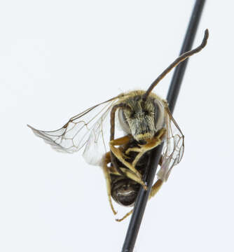 Image of Halictus confusus Smith 1853