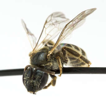 Image of Halictus confusus Smith 1853