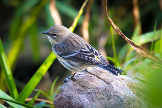 Image of Myrtle Warbler