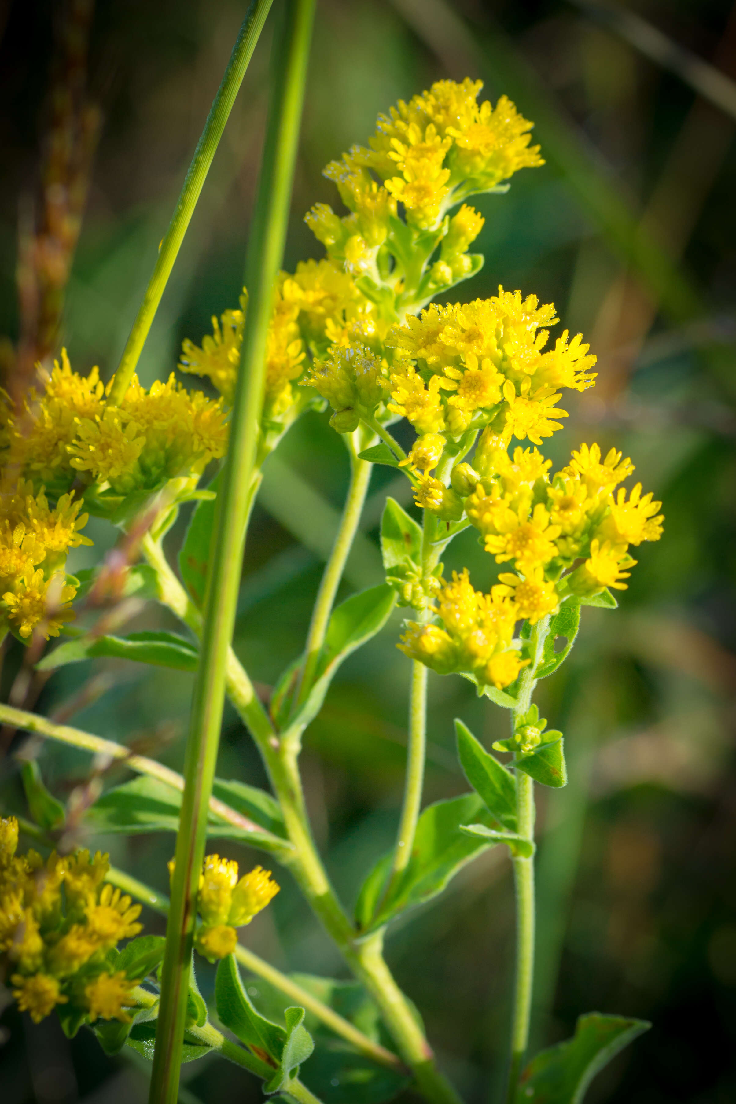 Слика од Solidago rigida L.