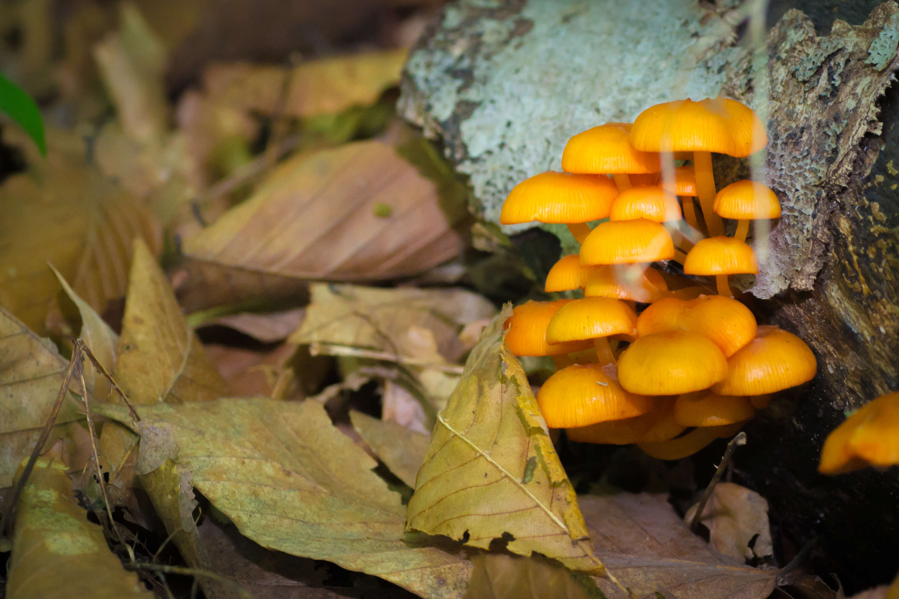 Image of Mycena leaiana (Berk.) Sacc. 1891