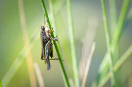 Image of Black-sided Pygmy Grasshopper