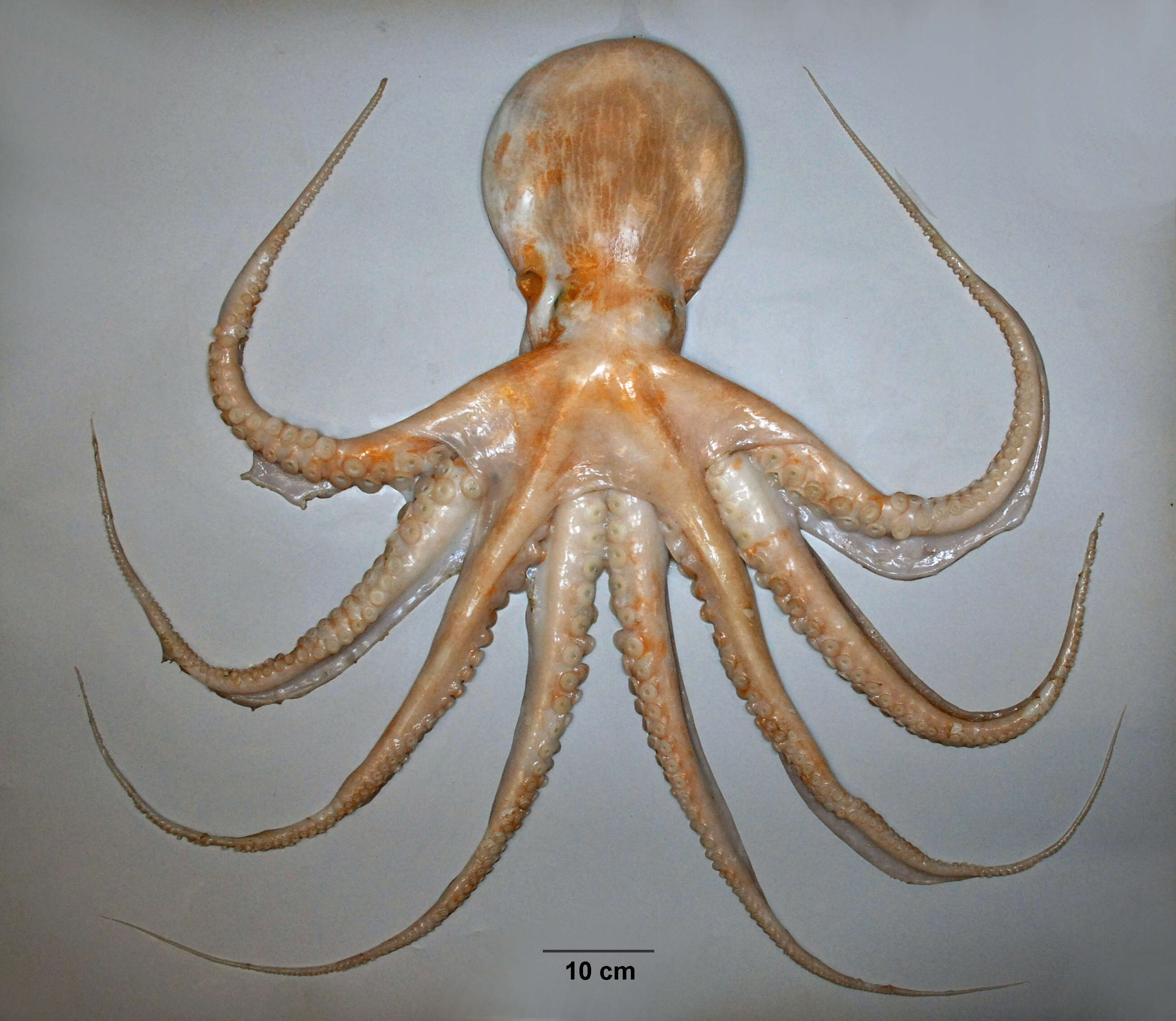 Image of Yellow octopus