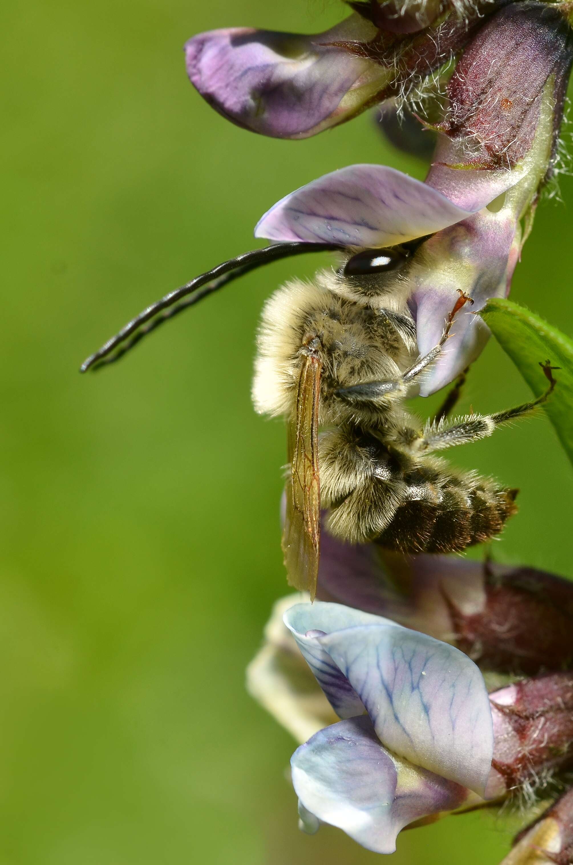 Image of bush vetch