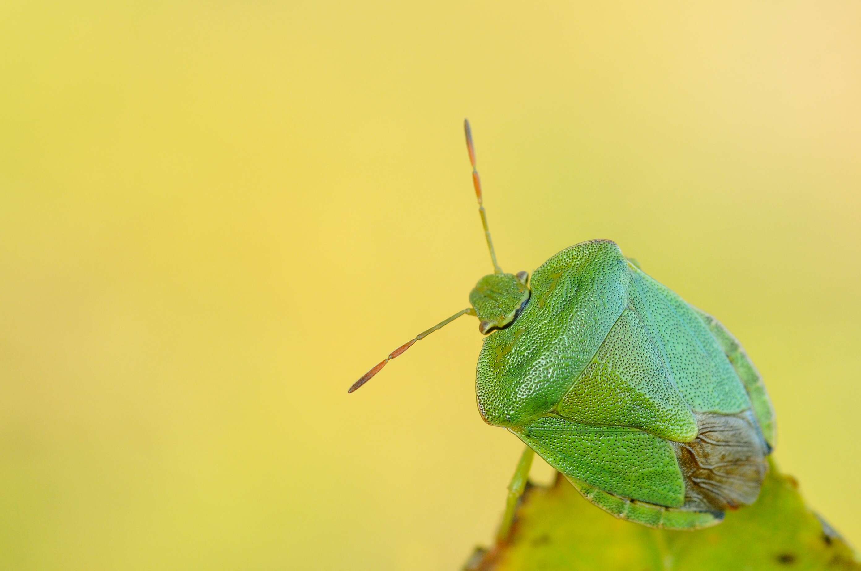 Image of <i>Palomena viridissima</i>