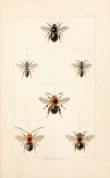 Image of Eucera longicornis (Linnaeus 1758)