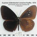 Image of Euploea redtenbacheri Felder & Felder 1865