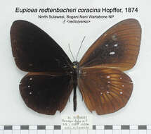 Image of Euploea redtenbacheri Felder & Felder 1865