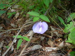 Image of spurred butterfly pea