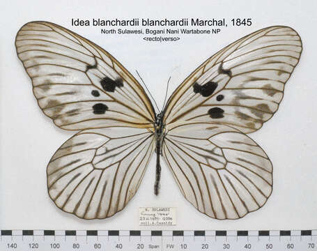 Image of Idea blanchardii