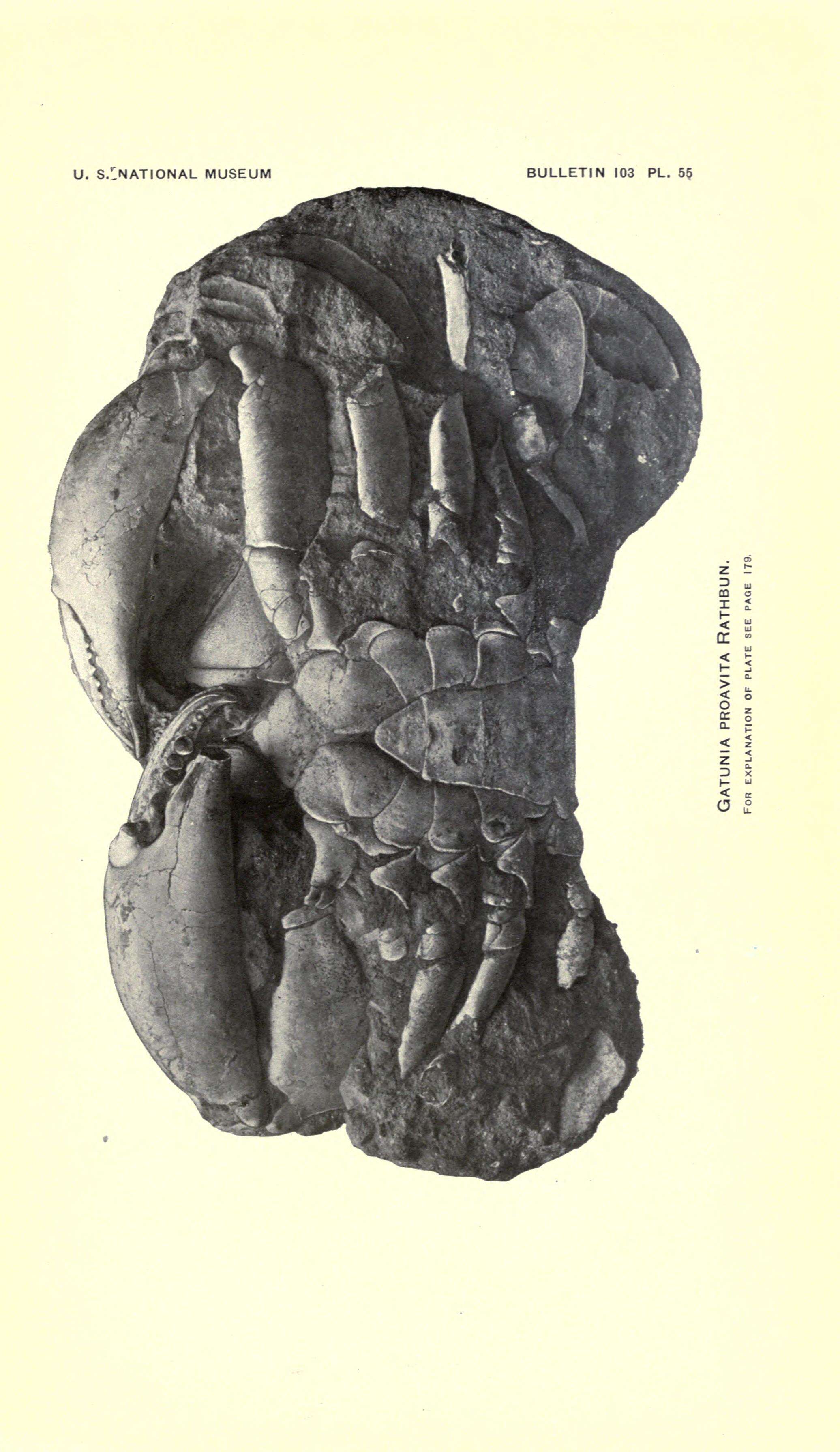 Image of Eucarida Calman 1904