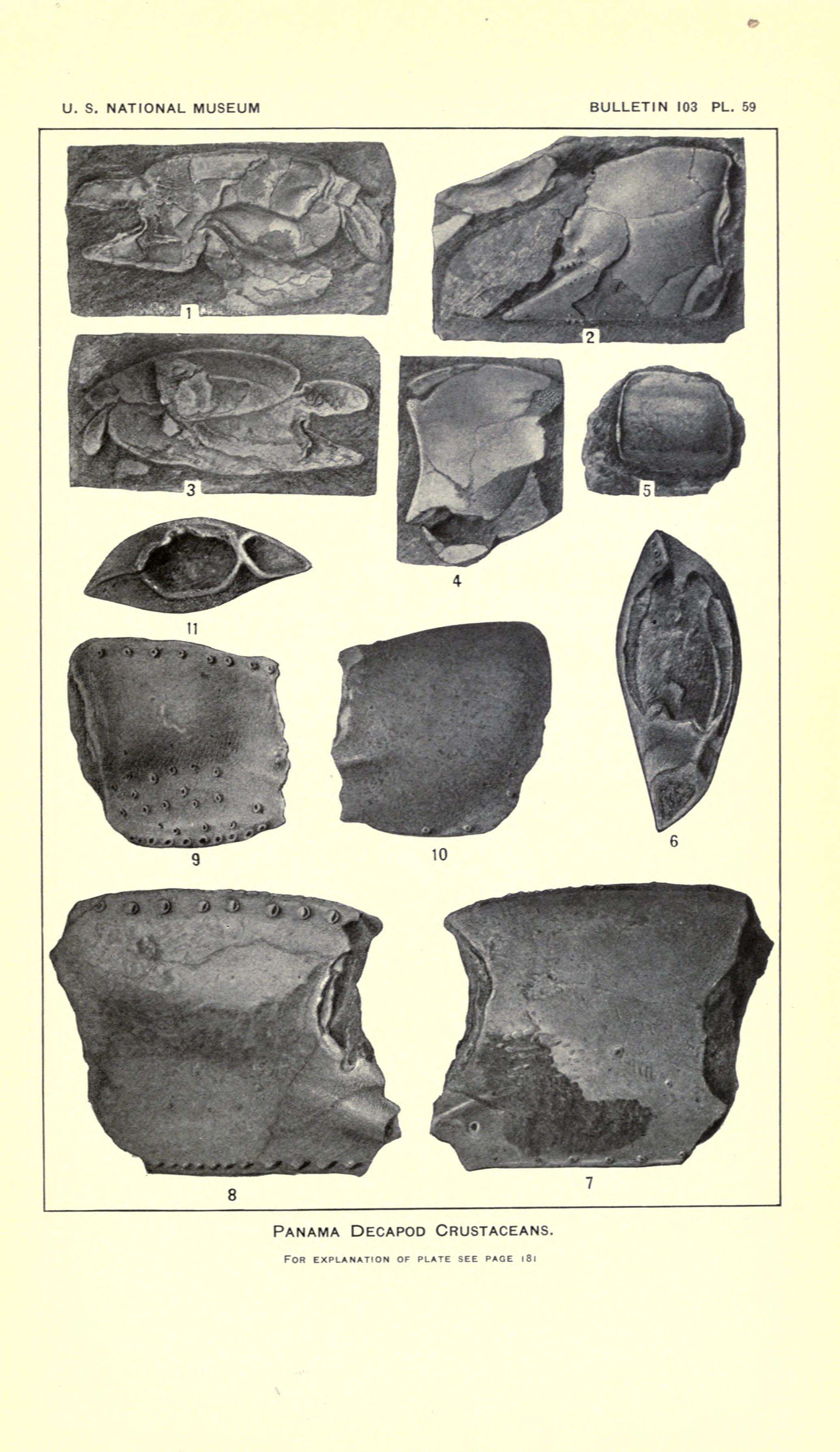 Image of Eucarida Calman 1904