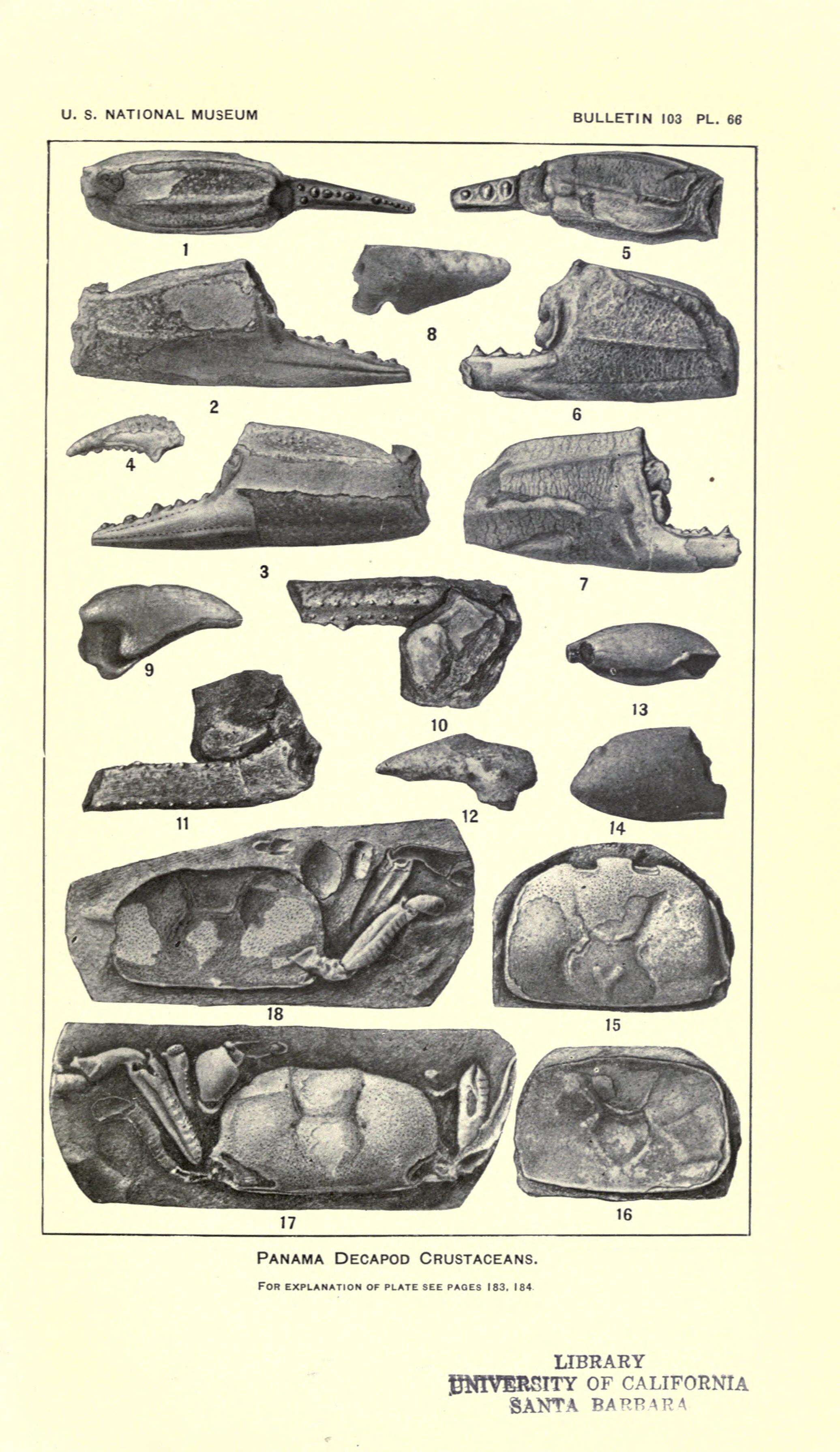 Image of Eucarida Calman 1904