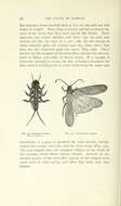 Image of Giant Stoneflies