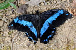 Image de Papilio oribazus Boisduval 1836