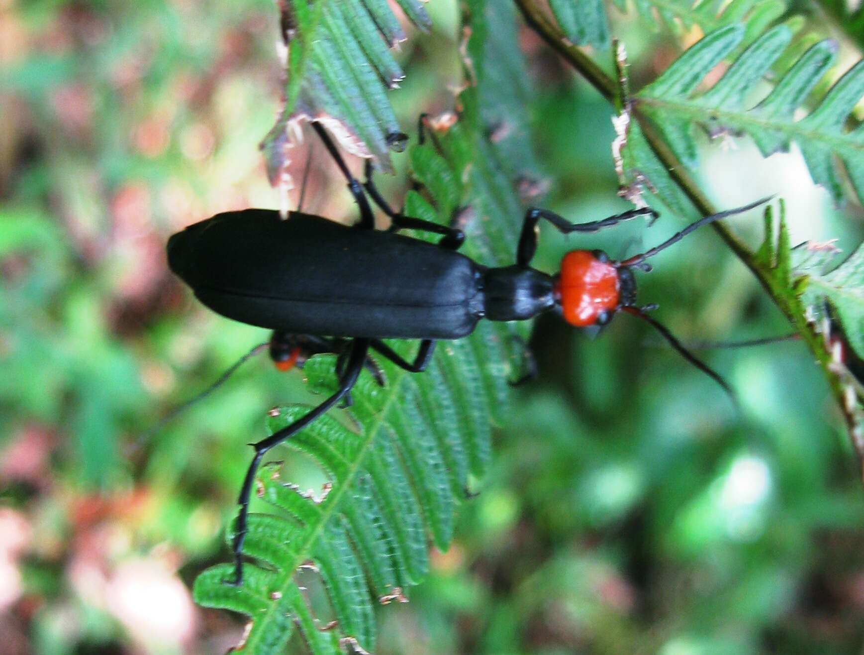 Image of Striped Blister Beetle