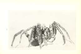 Image of Shore spider