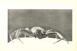 Image de Xysticus gulosus Keyserling 1880